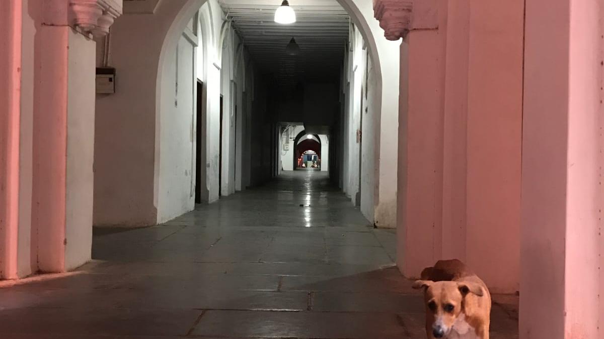 Stray dogs inside Madras High Court buildings | Acting Chief Justice insists on striking a balance between animal welfare and human fear